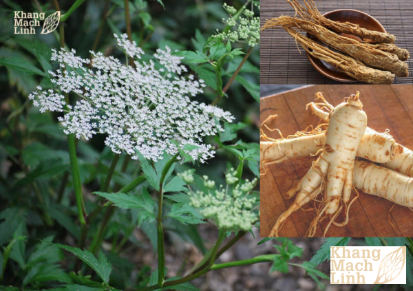 Công dụng của sâm đương quy trong hỗ trợ sức khỏe lâu dài