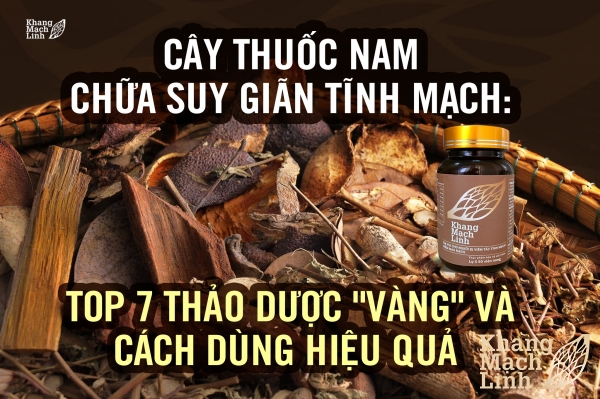 Cây thuốc nam chữa suy giãn tĩnh mạch: Top 7 thảo dược \"vàng\" và cách dùng hiệu quả